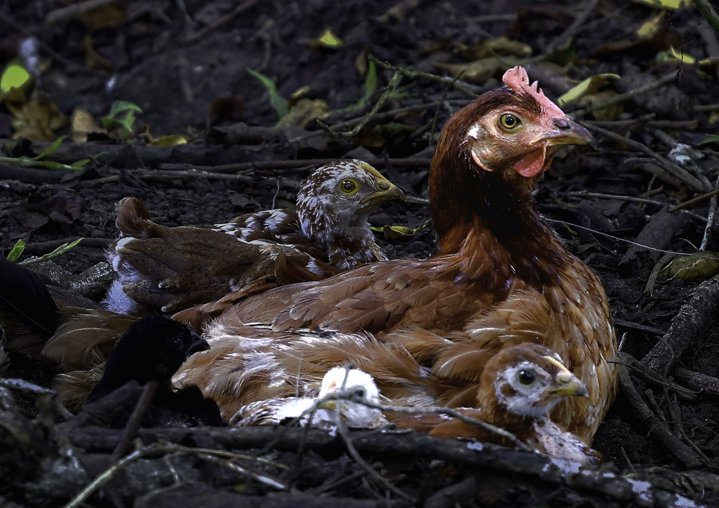 Gallina Riocedro